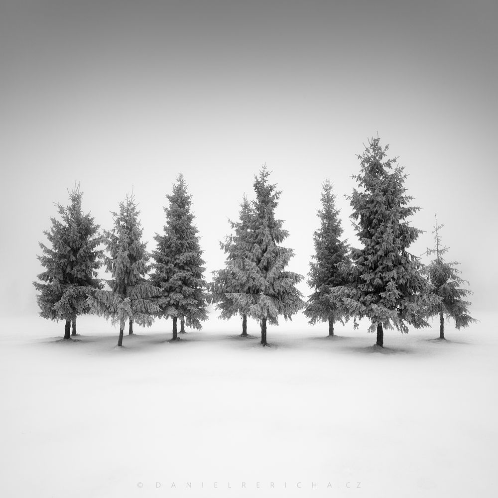 Minimalist black and white photo of the foggy and snowy landscape of the Ore Mountains in the north of the Czech Republic. A group of spruce trees emerging from the fog.
