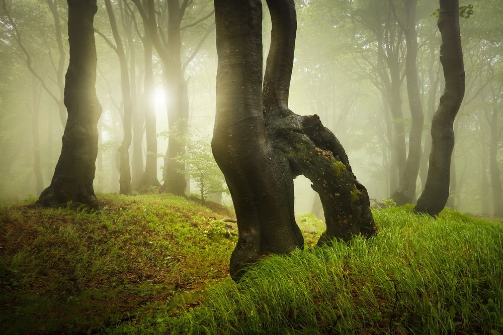A photo from a spring foggy forest in the Ore Mountains in the north of the Czech Republic. The shapes of some of the trees are almost spoky.