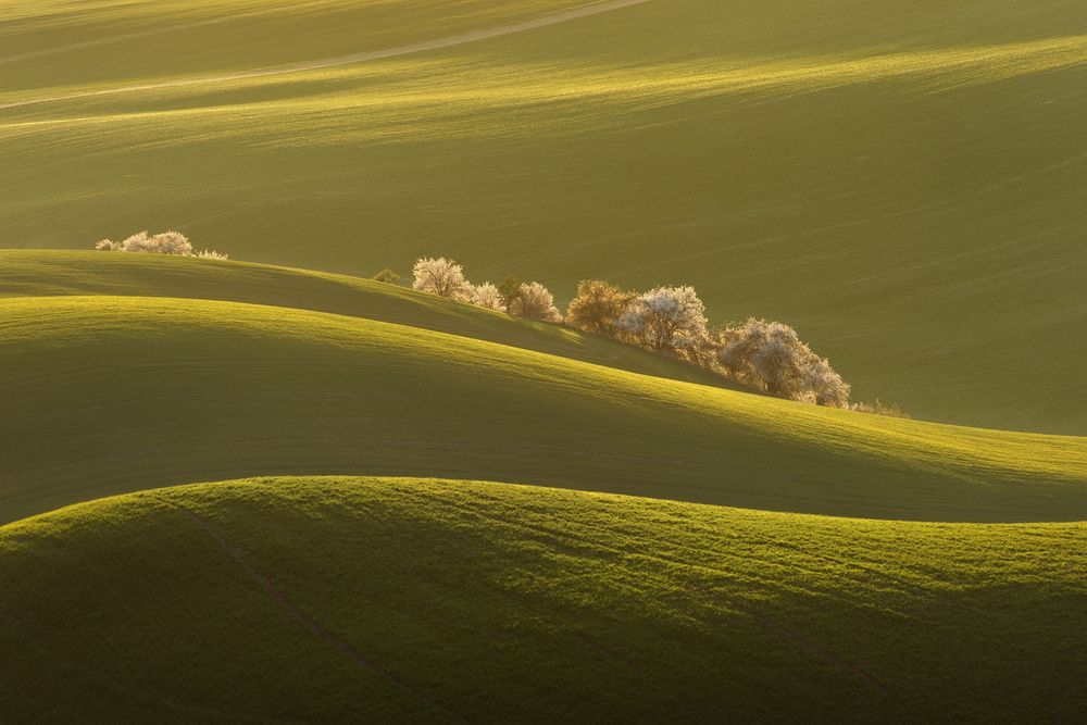 Spring rolling fields in South Moravia (Czech Republic). I was fascinated by the lines of fields illuminated by the evening light.