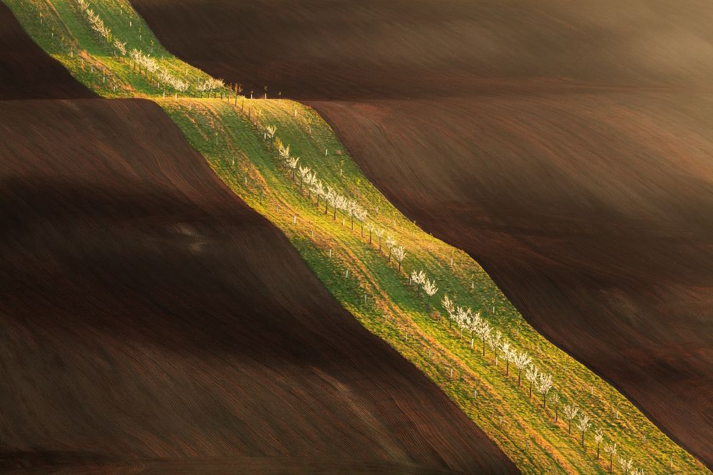 Spring rolling fields of South Moravia. The image is dominated by interestingly cultivated ribbon-shaped fields.