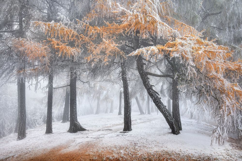 Misty larch forest with the first frost of snow. Interesting combination of autumn colors and snow. Northern Bohemia, Elbe Sandstones.
