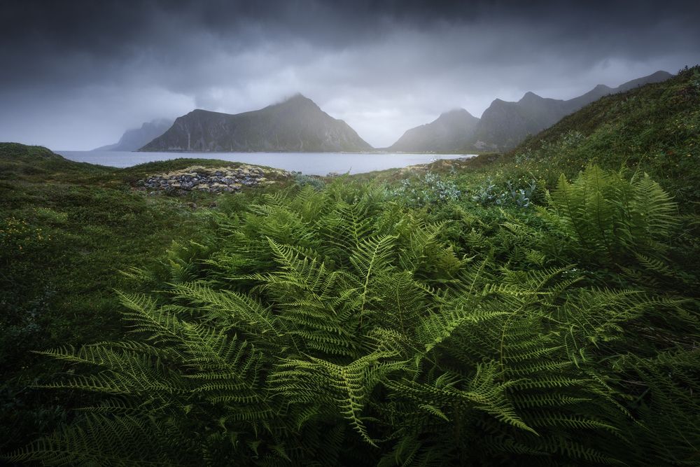 The summer coast of the Lofoten archipelago in northern Norway. I chose beautiful ferns for the foreground. In the background, mountain peaks with a dramatic sky complete the photo.