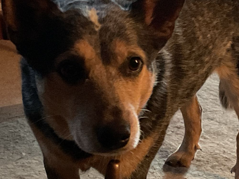 Blue heeler named Thor. 