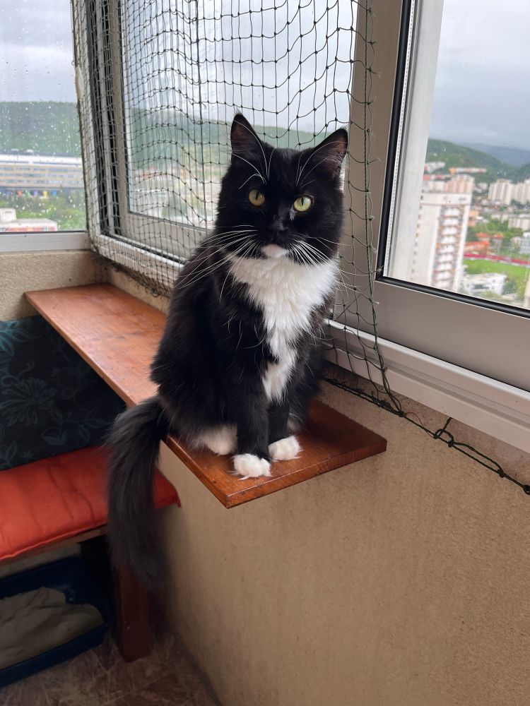 Tuxedo cat looking straight at the camera. She’s sitting on a a shelf on an enclosed balcony with mountains and buildings in the background