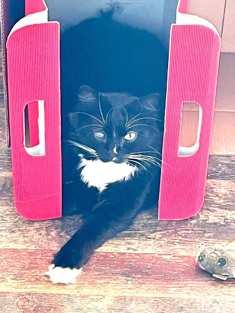 Tuxedo cat, with long whiskers and cloudy right eye, stares at the camera, while lying inside a red box.   His left paw is extended out of the box, on the wood floor