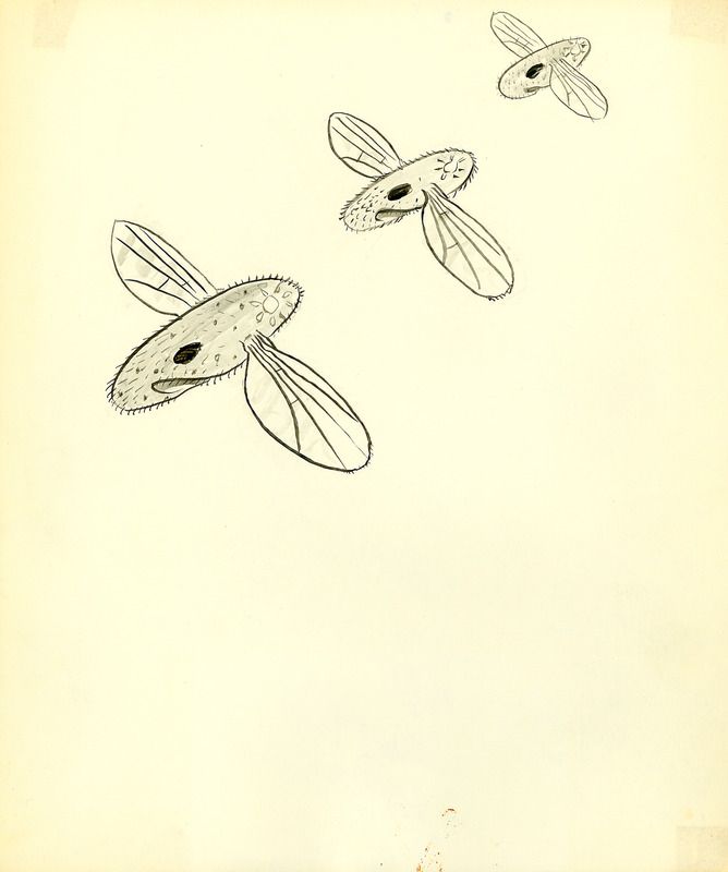 Drawings of three flies on top portion of a vertical yellow card. 