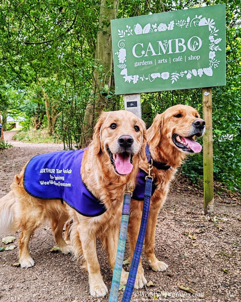 Our Golden Retriever explorers, Arthur (on the left) and Walter (on the right) smile as they stand on a dirt path in a wooded area. Behind them is a sign that says, "Cambo: gardens| arts| café | shop"