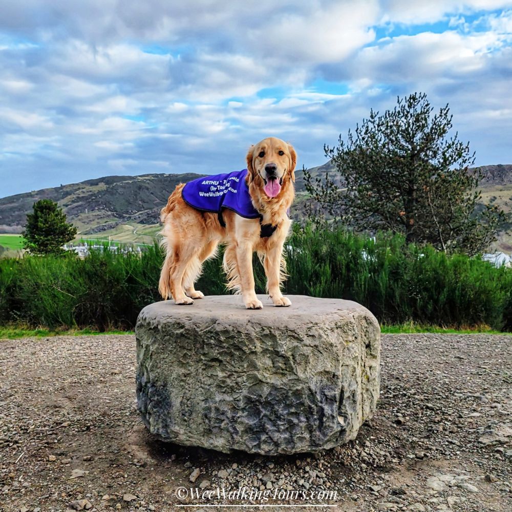 Our Golden Retriever tour guide in-training, Arthur, poses on Calton Hill in Edinburgh, Scotland. 