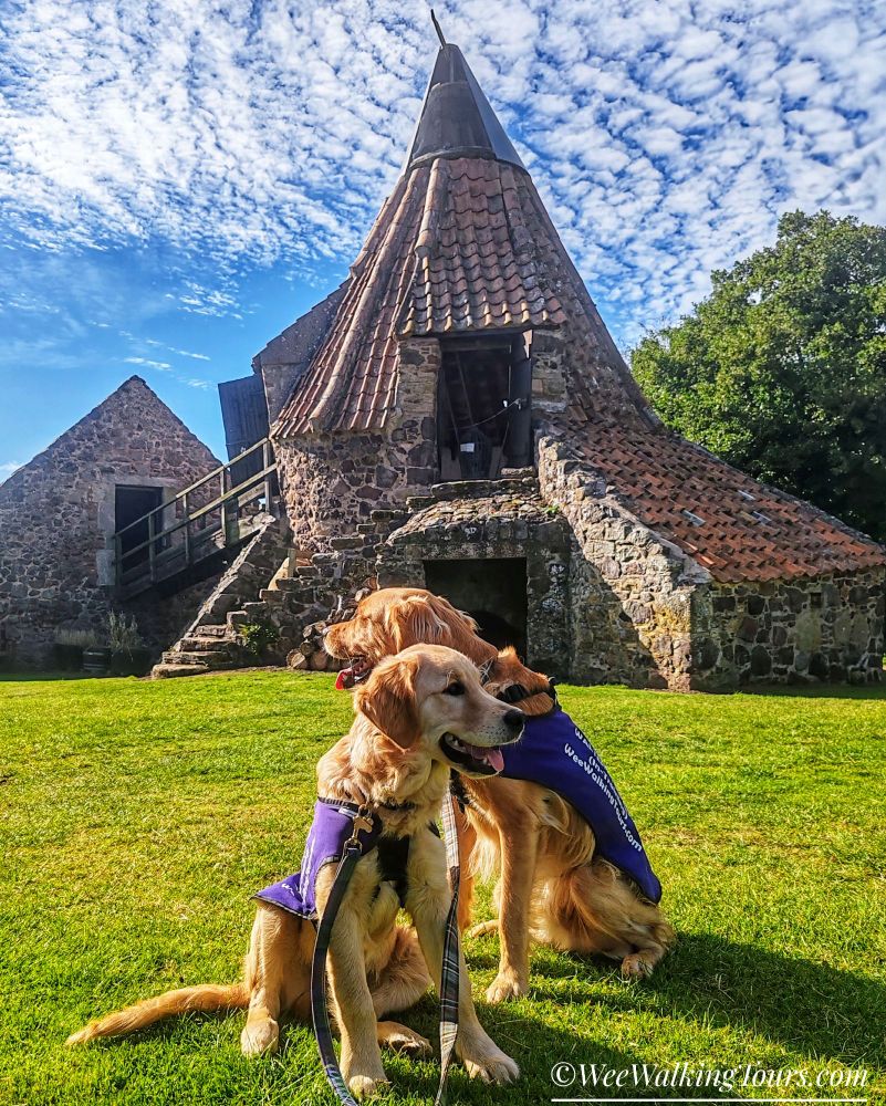 Two Golden Retrievers sit in the sunshine under a beautifully blue sky speckled with clouds. They are facing opposite directions from each other and looking away from the camera. Behind them is the old Preston Mill.