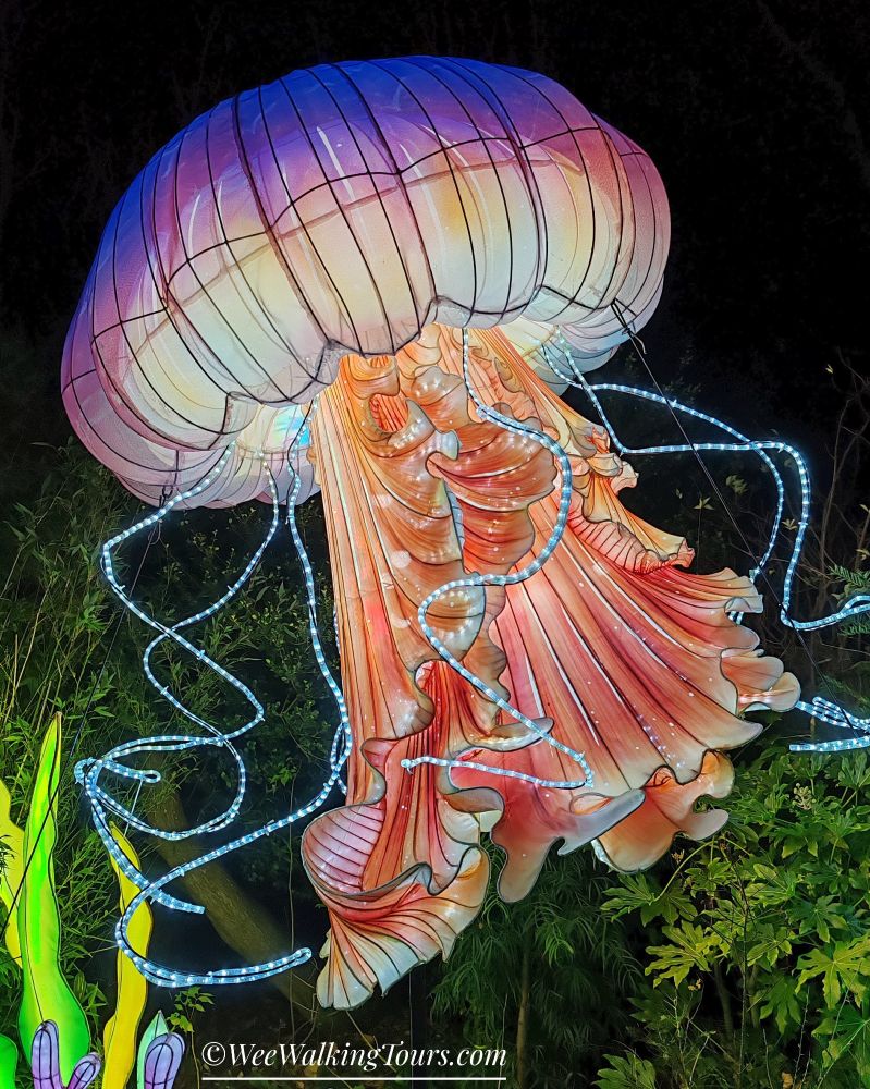 Glowing jellyfish lantern with vibrant pink and purple hues, surrounded by plants, against a dark night sky with decorative lights at the Giant Lanterns event at Edinburgh Zoo.