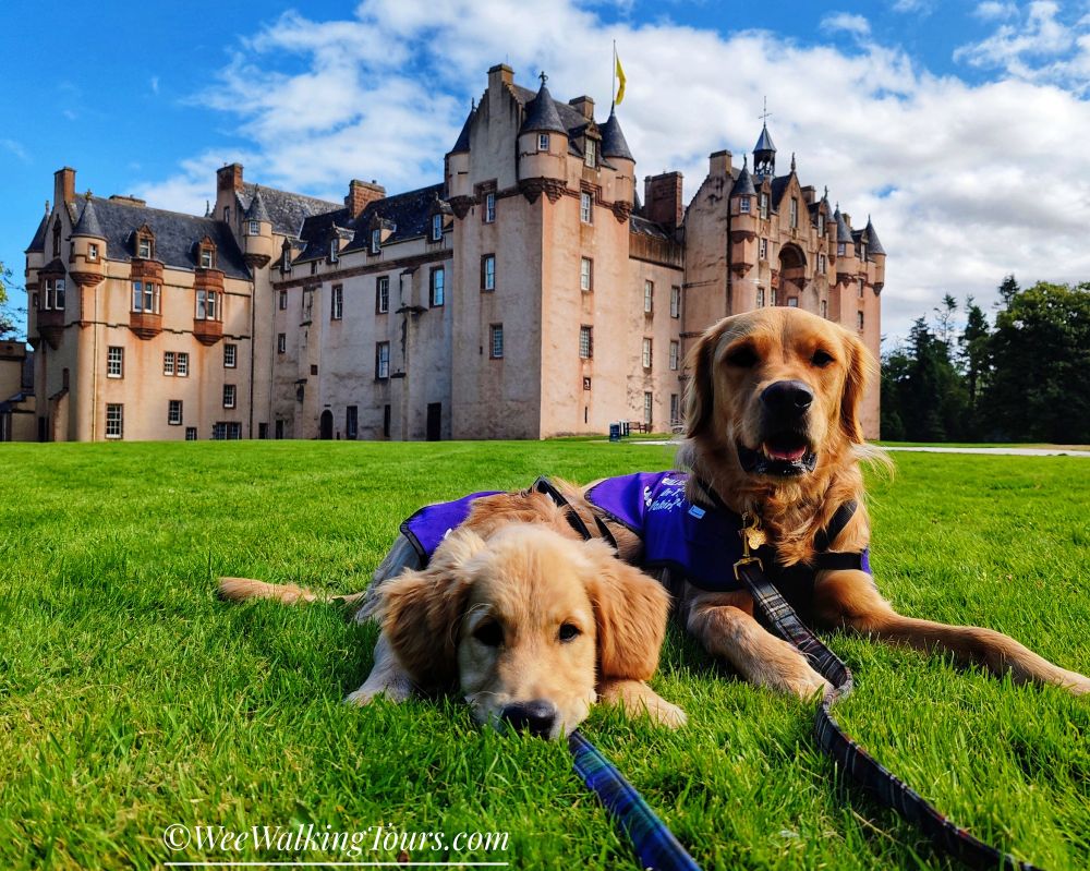 Our Golden Retriever explorers, Arthur (on the left) and Walter (on the right) pose in front of Fyvie Castle. They are lying on lush green grass with the historic stone castle behind them. The sky is blue with white clouds.