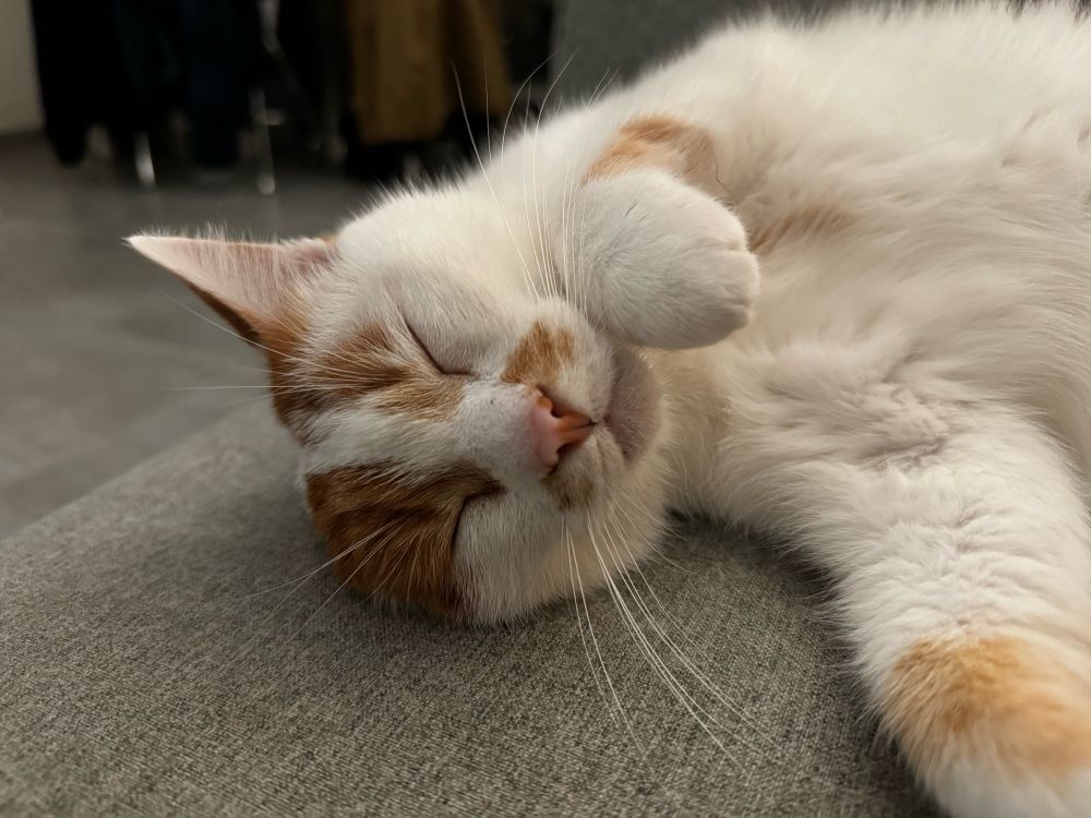 Gros plan sur un chat allongé sur un canapé