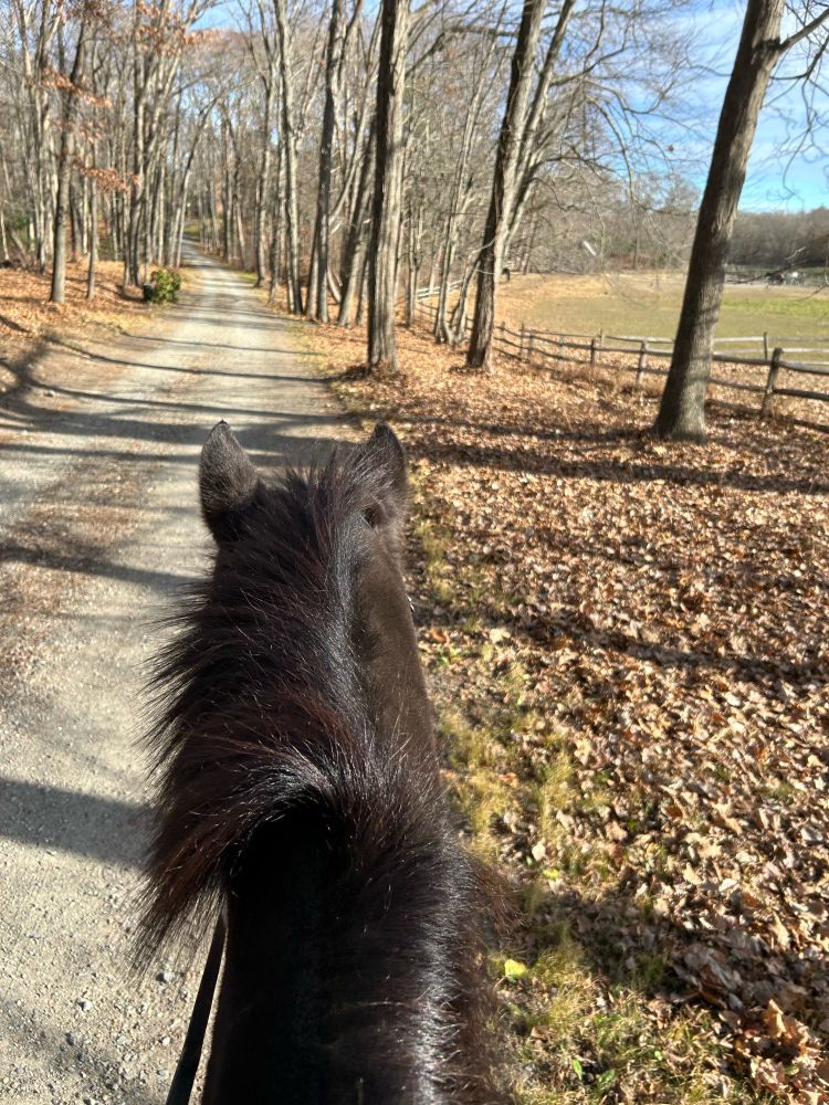 Photo of a black horse with a fluffy mane, walking down a dirt road with trees and fields along the side, taken from the horse's back