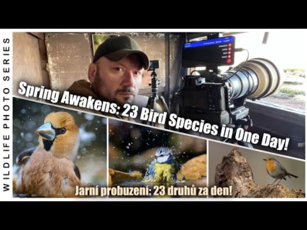 Spring Awakens: 23 Bird Species in One Day! / Jarní probuzení: 23 druhů za den! WILDLIFE, ENG. subt.