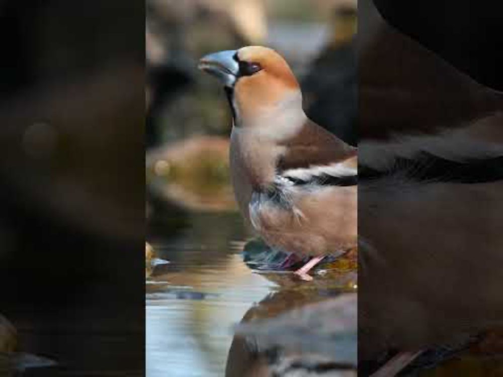 This bird has a bite force of 50 kg! 😲 Tento pták má stisk 50 kg!