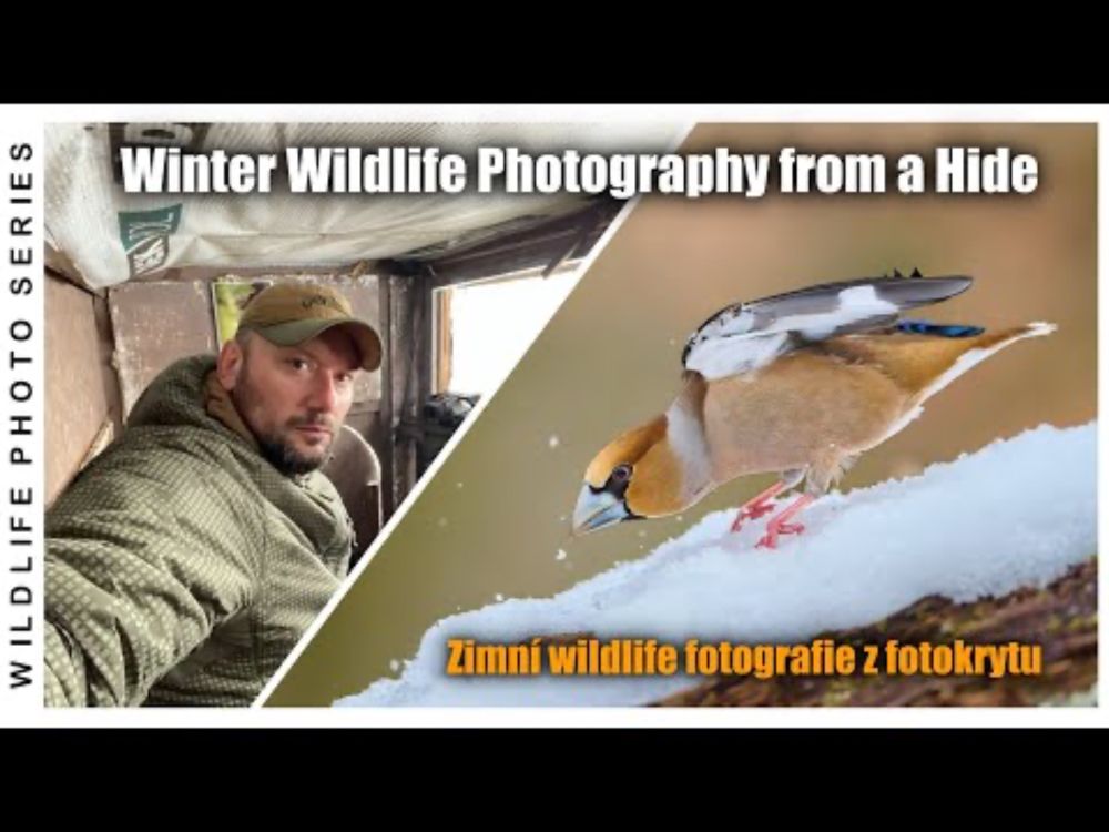 POV: ❄️ Magic Winter Wildlife Photo from a Hide 🦉📷 Zimní wildlife foto z fotokrytu (Eng. subtit.)