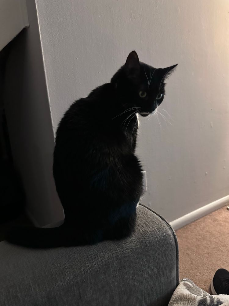 a tuxedo cat perched on the left side of a grey couch