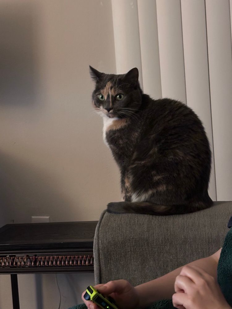 a dilute grey tortoiseshell cat perched on the right side of a grey couch