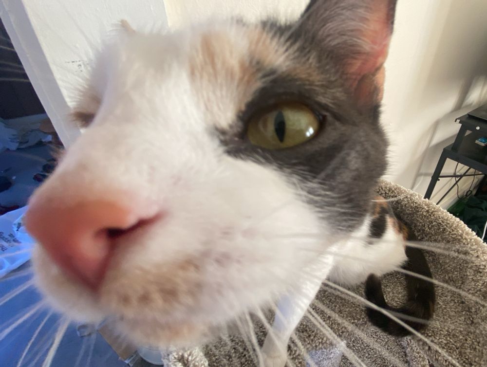 A calico (orange, white, and black) cat that’s super close to the camera lense with green eyes stares at the camera.
