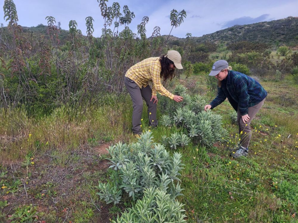 PRESERVING PLANT DIVERSITY ACROSS BORDERS: San Diego Natural History Museum collaborates binationally.