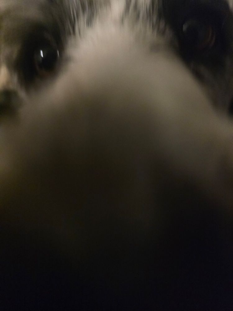 An extreme closeup of Bumi the dog 