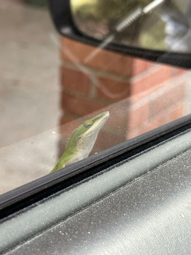 Lizard? attached to my door looking into my window.
