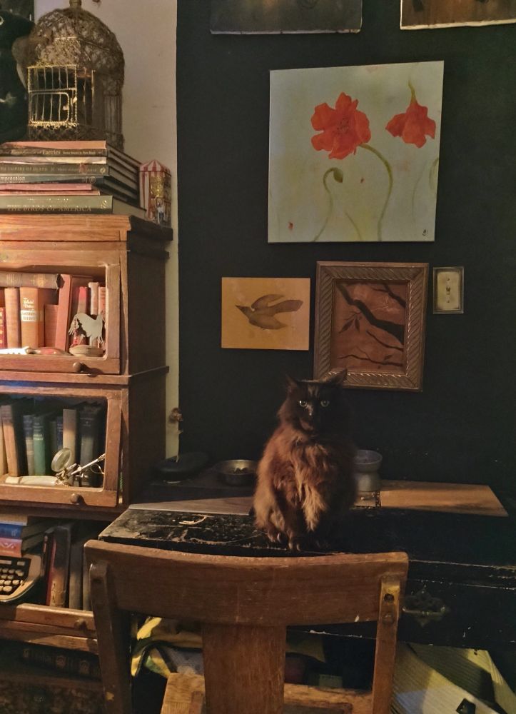 A photo of a CH cat in warm lighting sitting angrily and judgementally in front of his empty food bowls, on a large black but worn desk, in front of a mission style wooden chair in foreground, with original paintings above and a bookcase with antique books beside. The fluffy black cat looks pissed.