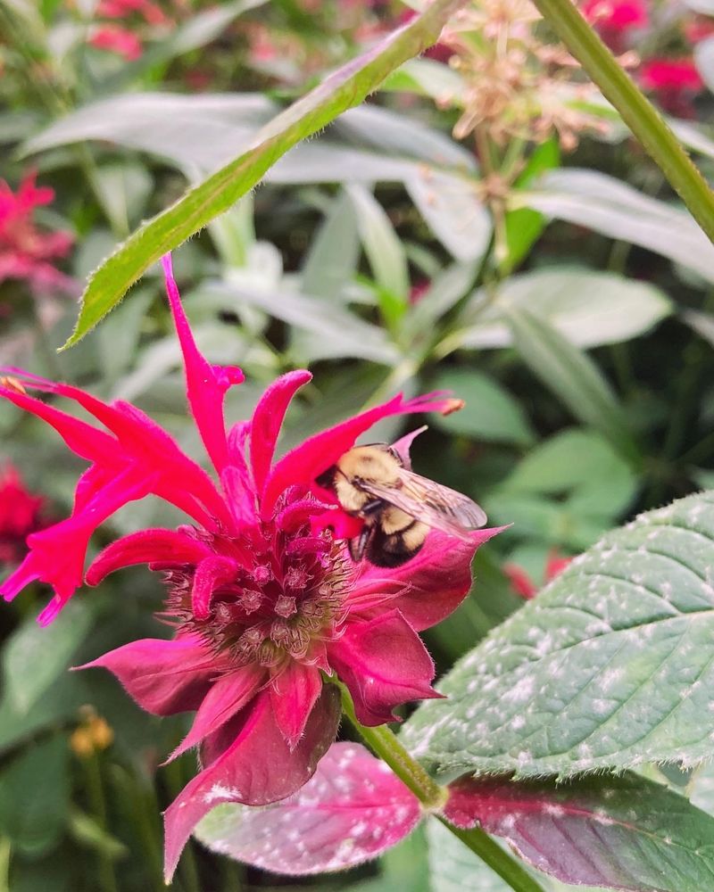 a bumblebee is nestled into the bursting petals of a beebalm flower
