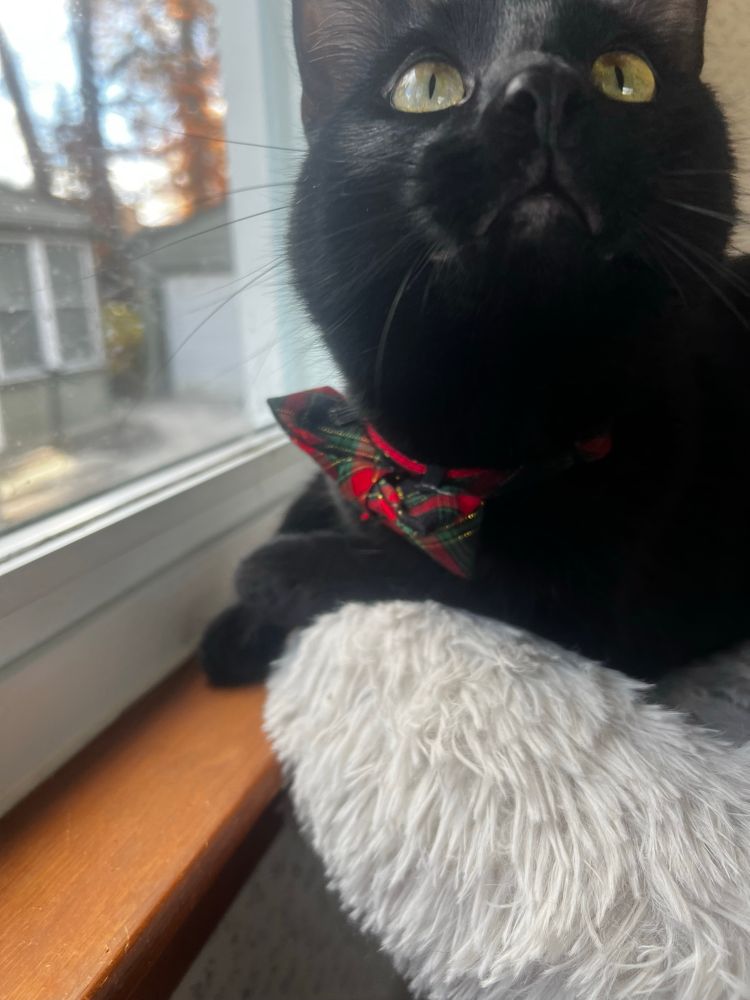 Dexter my black cat sitting on his cat tree next to the window, looking upward above the camera and wearing his green & red plaid bow tie 
