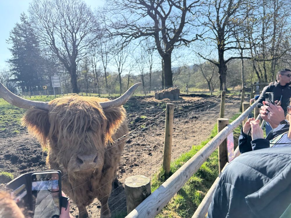 A Highland cow, or “Heilan coo,” stands close to a wooden fence on a sunny day. The cow has long, shaggy reddish-brown fur and wide, curved horns. A group of visitors lines the fence, holding up phones to take photos.