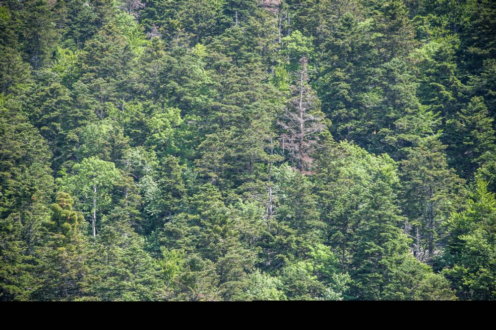 Tempêtes en forêt : une étude révèle leur potentiel impact climatique et économique