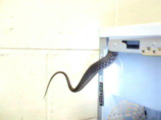 the tail of a small snake that's going inside a PC tower, to sit on top of the PSU