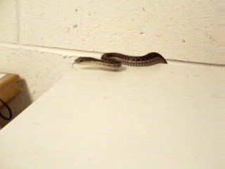 A small snake sticking its head and a couple inches of body up over a beige tower in a basement