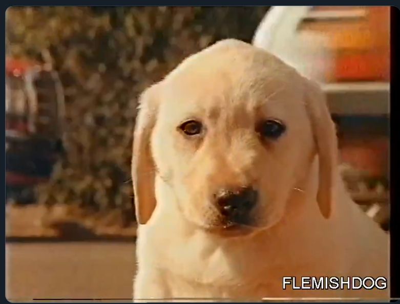 the dog from the above commercial, with 