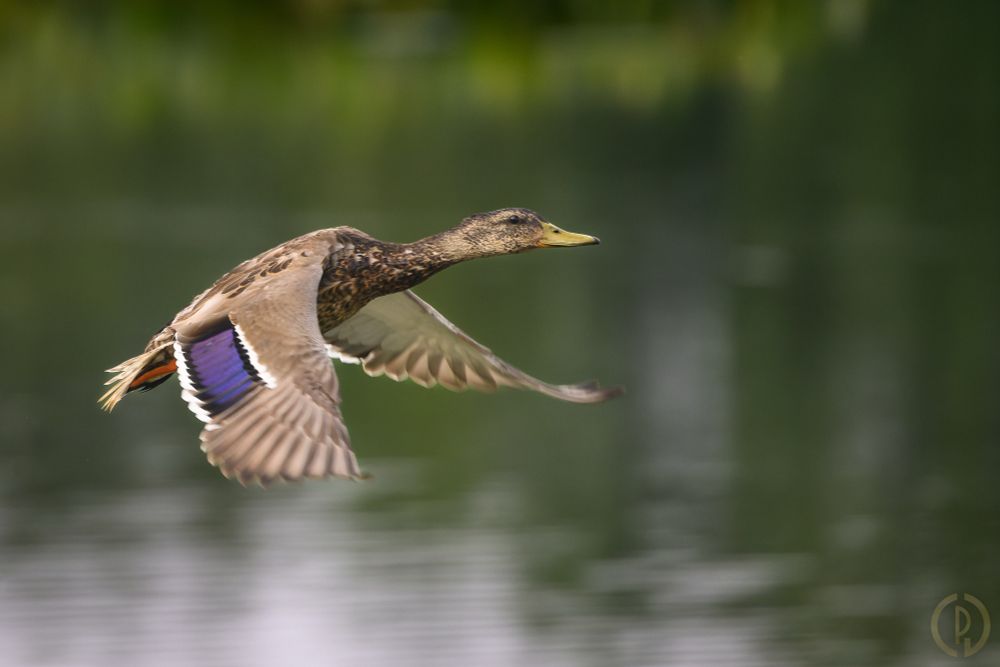A duck, possibly a mallard or an American black duck, in flight across wetlands.