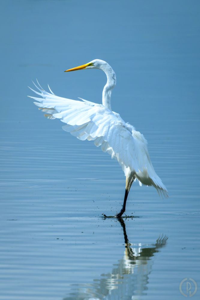 A great Egret landing on the surface of the water with wings extended. 
