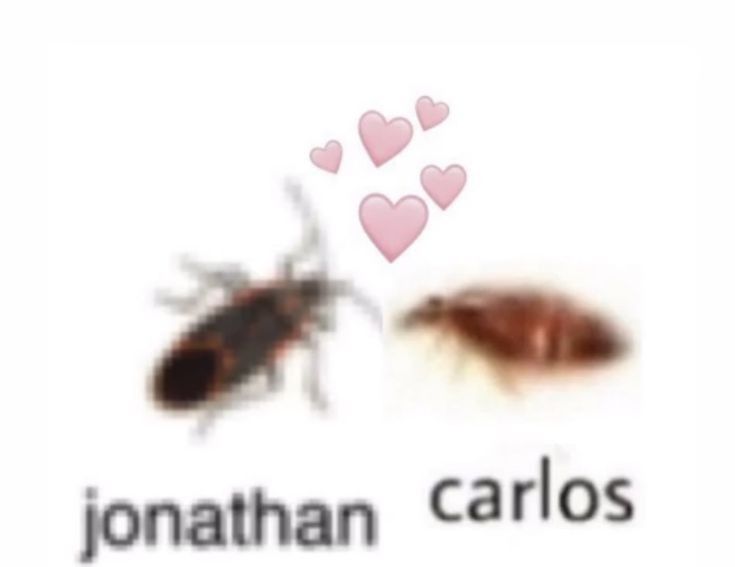 Two very low resolution bugs (roaches I think) facing each other. The background is white. Above their heads are heart emojis. The bug on the left has the word jonathan underneath it. The bug on the right has the word carlos underneath it. 