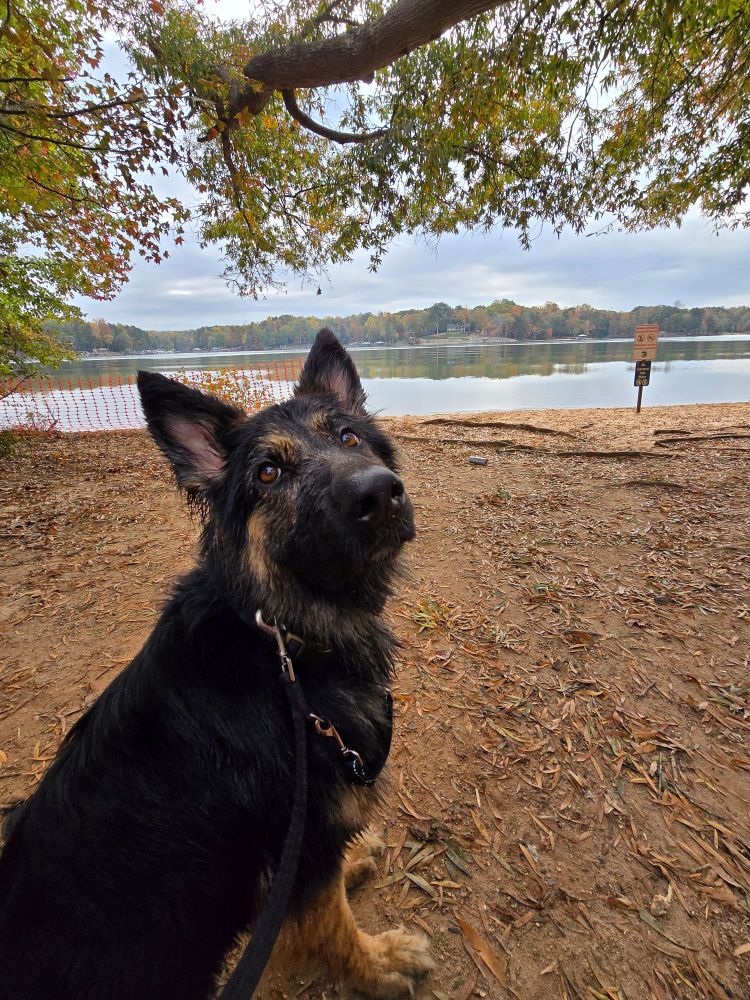 Meonji, a German Shepherd, staring at me with longing eyes to go back into the water.