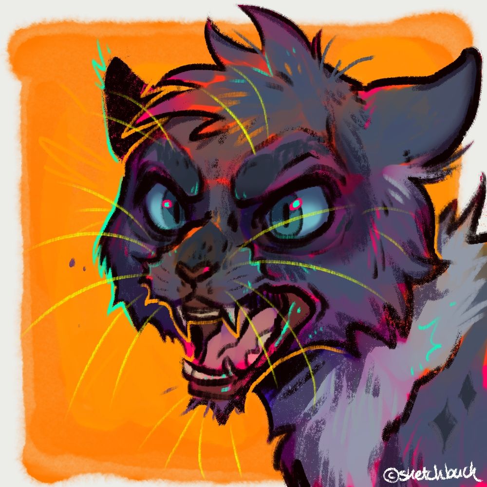 A portrait of a growly, fluffy dark grey cat with a lighter grey ruff. Orange background.