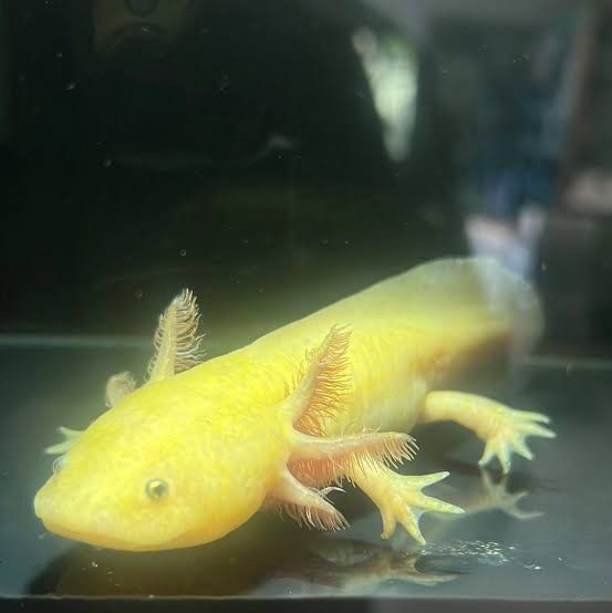 A yellow axolotl. 
