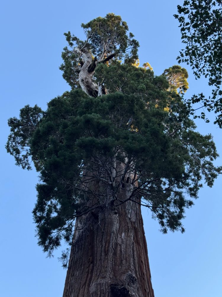 Crown of General Grant tree at Grant’s grove in Sequoia/King’s Canyon National Park