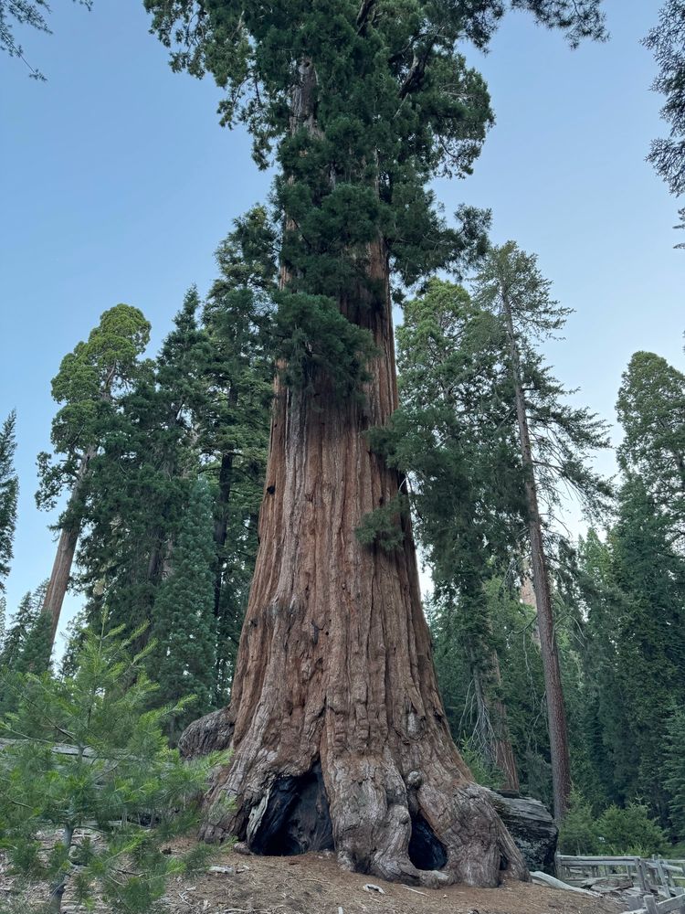 Large redwood tree at Grant’s grove in Sequoia/King’s Canyon National Park