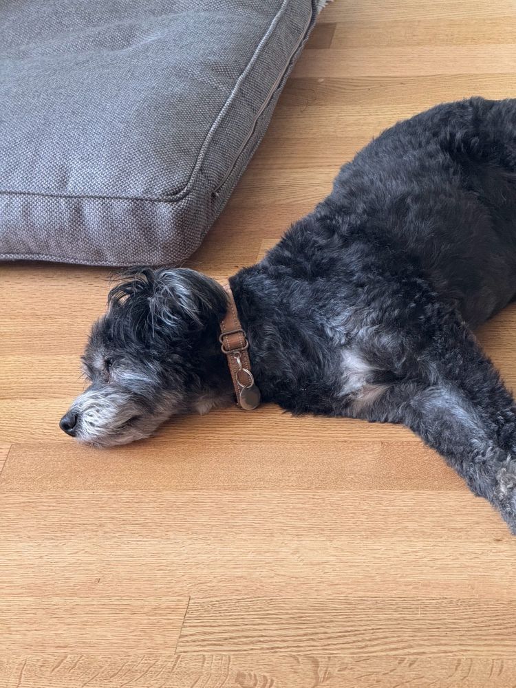 Kevin the black poodle mix sleeping next to a cushion on a hardwood floor
