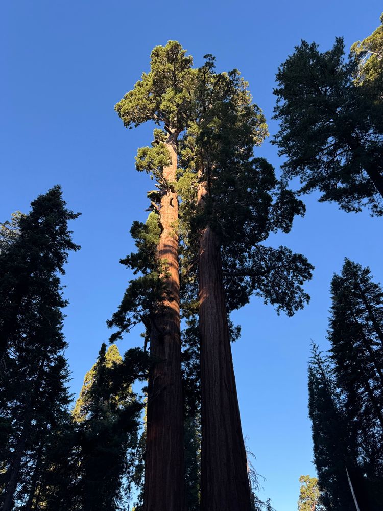 Large redwood tree lit up by the morning light at Grant’s grove in Sequoia/King’s Canyon National Park
