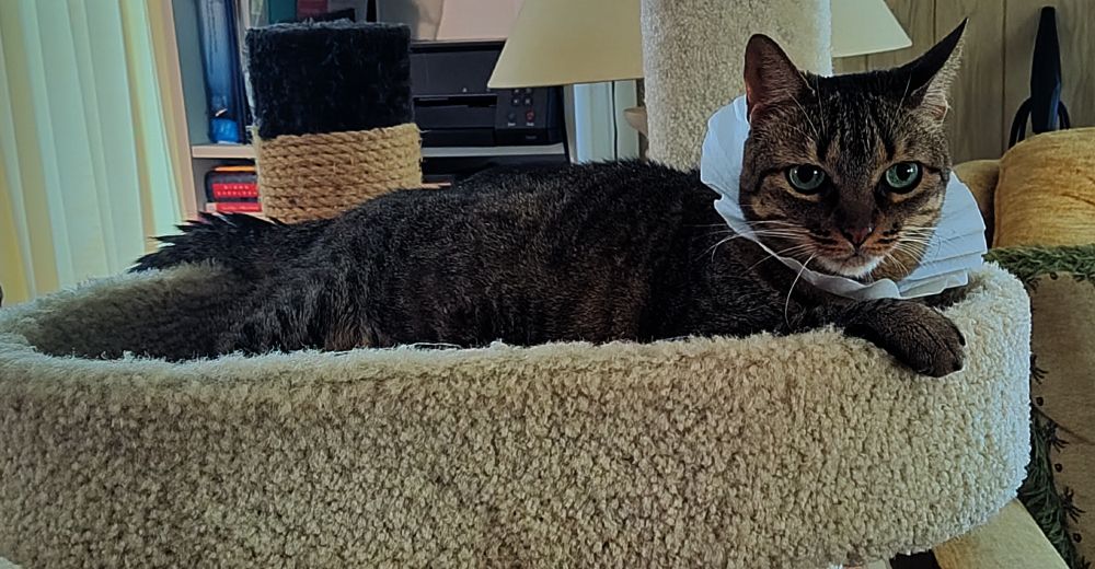Scrat the cat relaxes on her palace balcony, resplendent in her coffee filter ruff