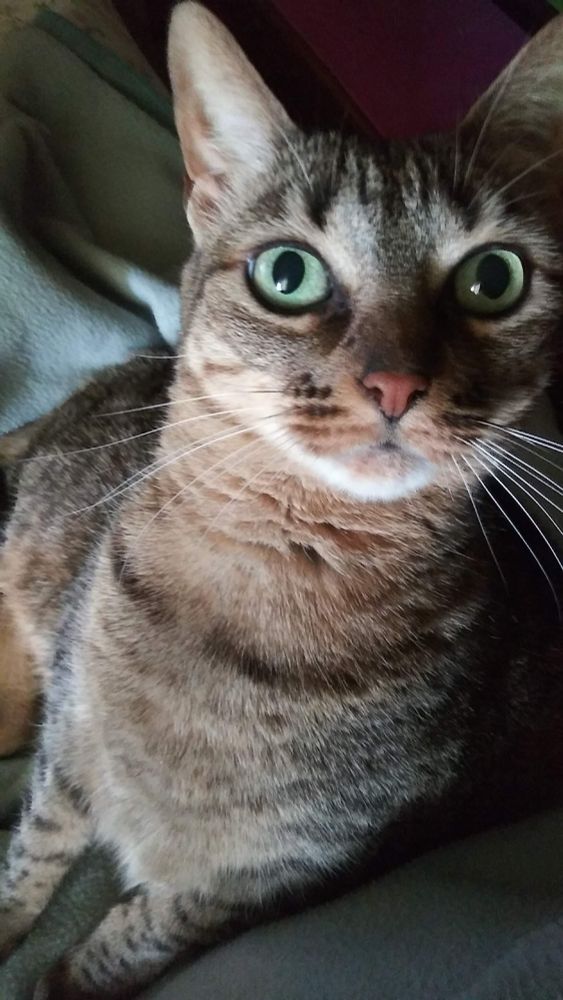 Scrat the cat believes you can never have to many toys