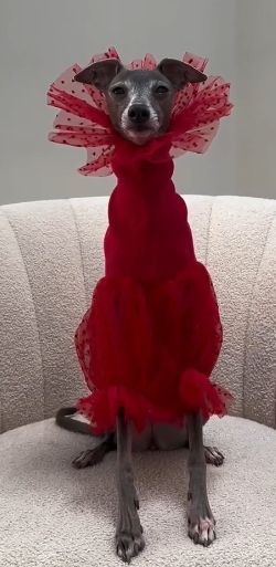 A dark brown dog with a white face is wearing a tomato red  dress with full sleeves and an elizabethan collar made of red tulle studded with polka dots