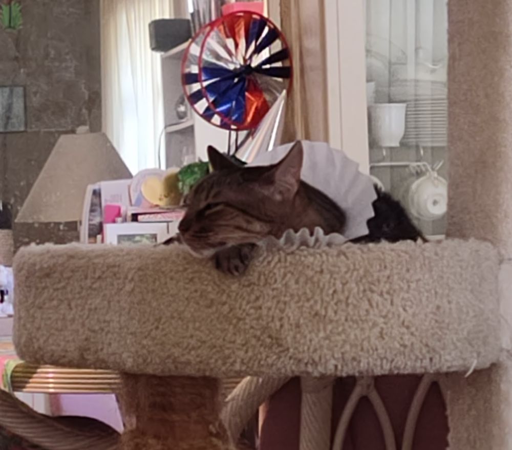 Scrat the cat is in her cat tree bed, resting her delicate little chin on a dainty paw. She wears a coffee filter ruff, because it was flea drops day, but is completely unbothered by it, as proven by her closed eyes and relaxed ears. Oh, and she swears she's going to do some doin' today. Maybe