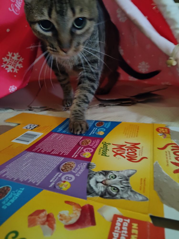 Scrat the cat is stepping out of her Winter themed tent onto her bespoke catfood box floormat. She is looking directly at Smol Pol