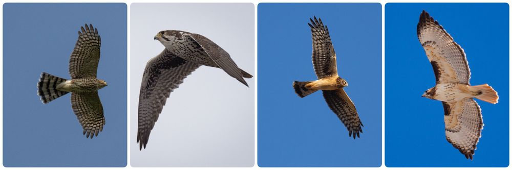 A collage of a sharp-shinned hawk, prairie falcon, northern harrier, and red-tailed hawk. All flying. 